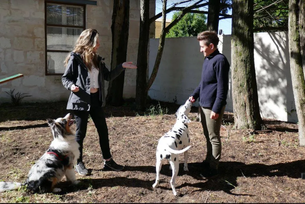 Comment devenir éducateur comportementaliste canin professionnel à son compte en Aquitaine?