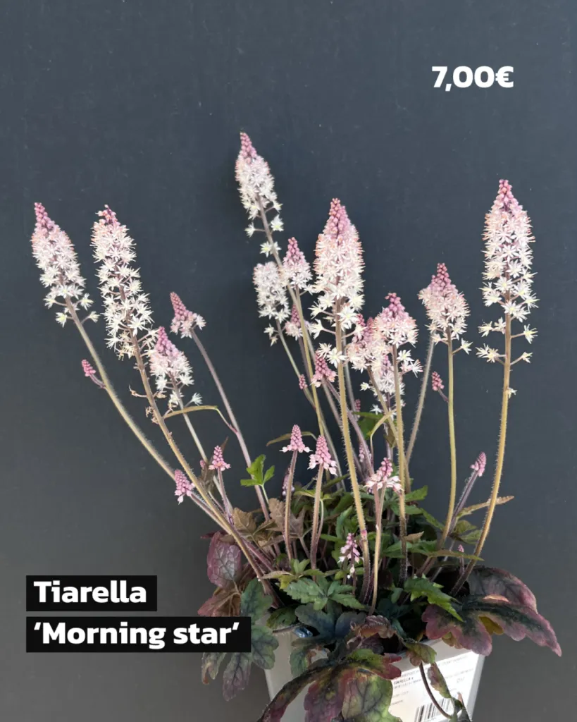 DECOUVREZ NOTRE PARC VEGETAL