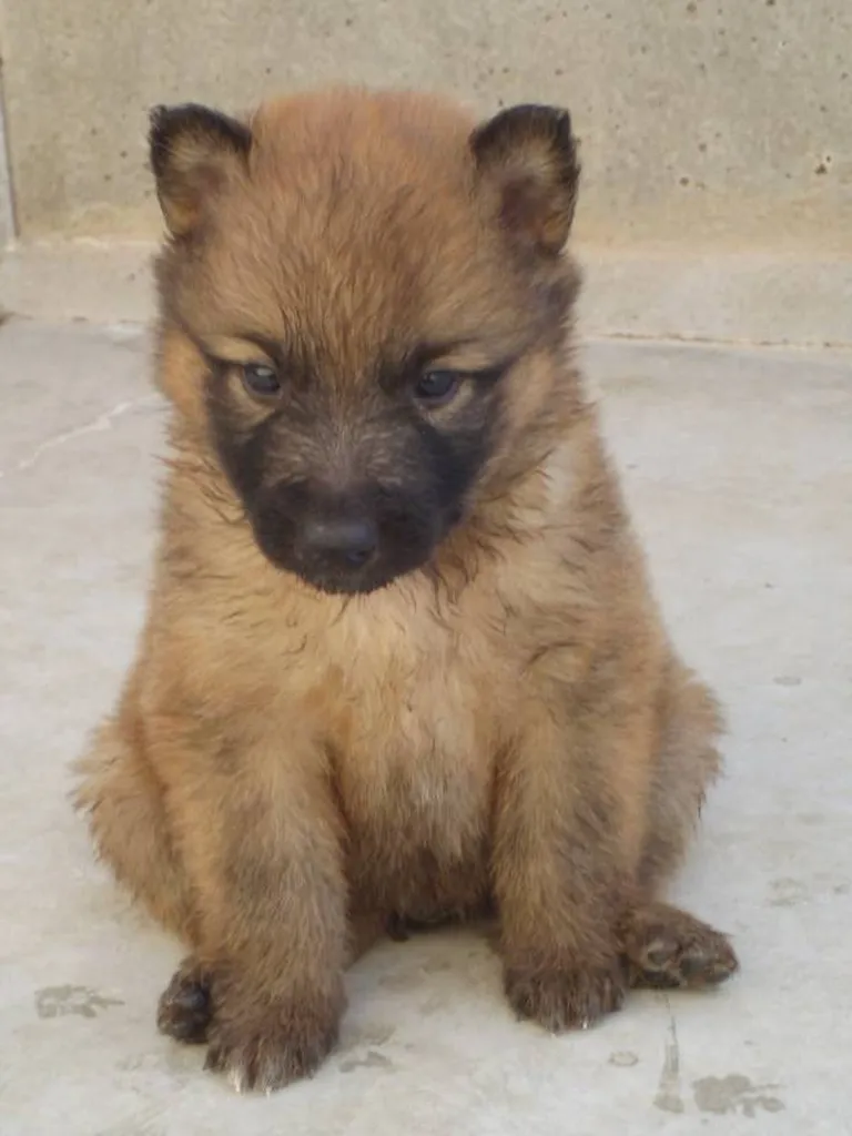 CHIOTS TERVUEREN DANS LE VAUCLUSE COULEUR MARRON ET NOIR