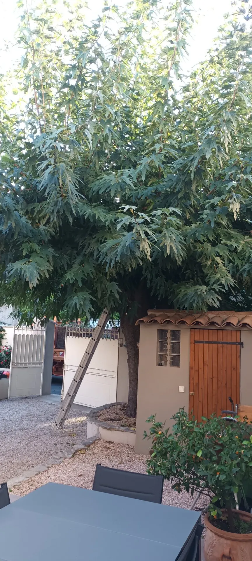 Élagage d'un mûrier platane à Marseille Mazargues 13009