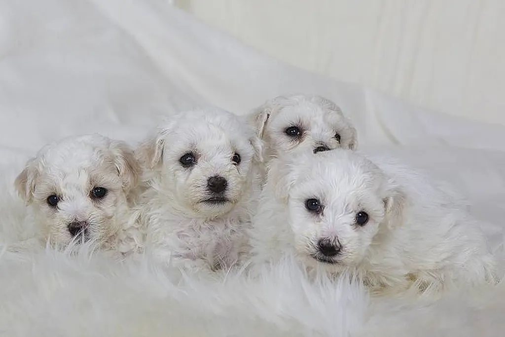 CHIOTS BICHON FRISE DU PALAIS DES PAPES