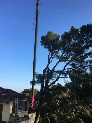 Abattage d'un arbre avec un camion grue à Vedène (Vaucluse) :  sécurité et expertise assurées