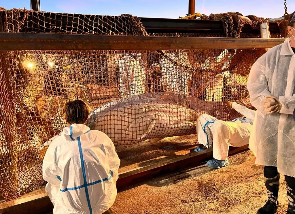 Participation de Métal Eure au sauvetage du béluga en Seine dans l’Eure (27) avec fabrication urgente d’une structure métallique sur mesure pour manutention exceptionnelle