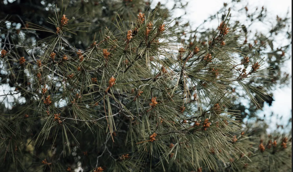Élimination : chenilles processionnaires sur les pins pour sécuriser jardins, espaces verts à Blagnac