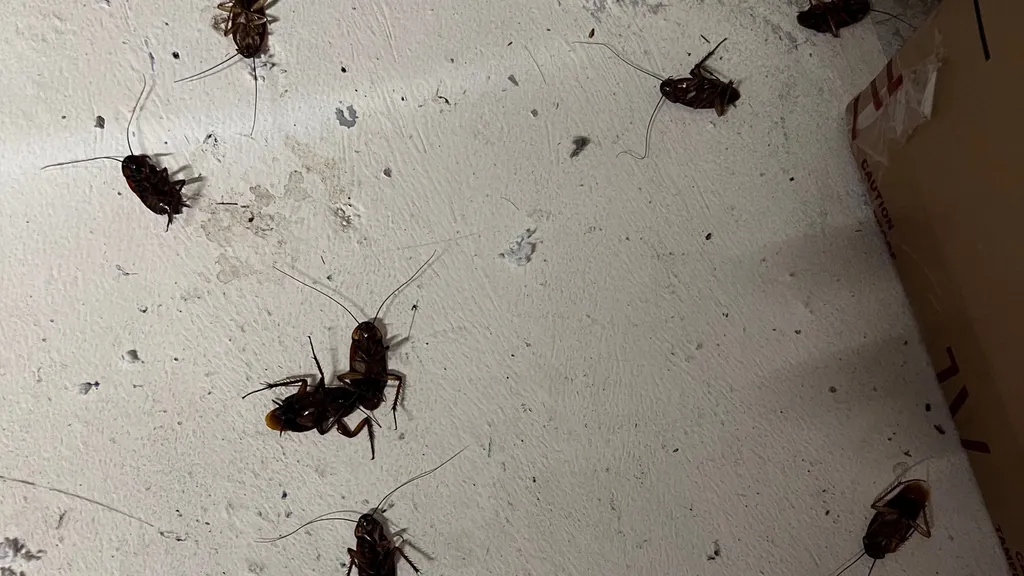 Traitement de cafards dans une agence Bancaire situé dans le centre ville d’Aix-en-Provence dans les bouches du Rhône 