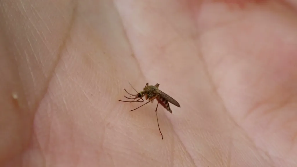 Traitement anti-moustique à Toulouse et alentours