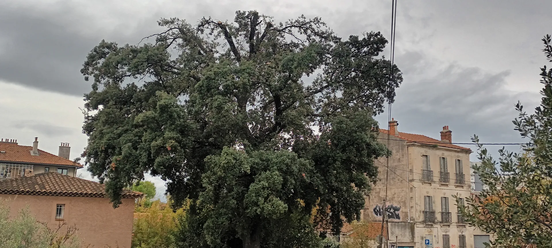 Etetage d'un gros chênes au redon 9ème. 