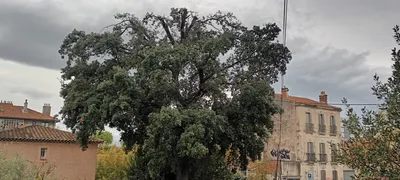 Etetage d'un gros chênes au redon 9ème. 
