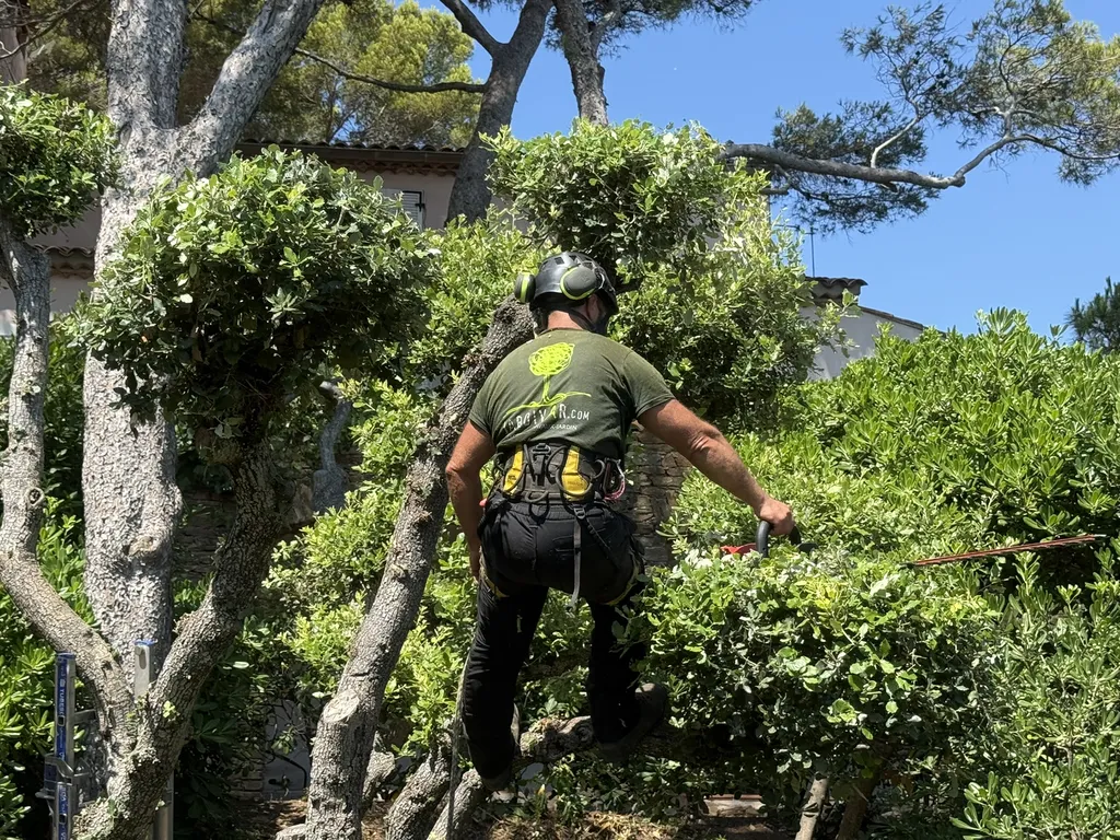 Taille en topiaire – entretien des chênes verts à Hyères