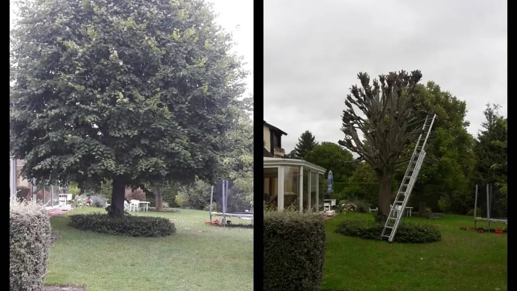  Élagueur Blanquefort | Élagage & Abattage Arbre Gironde | W&G Élagage