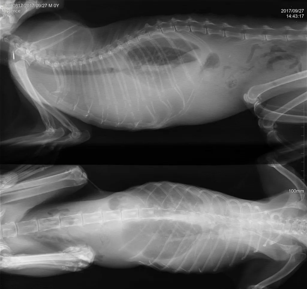 radiographie chat agglomération toulonnaise