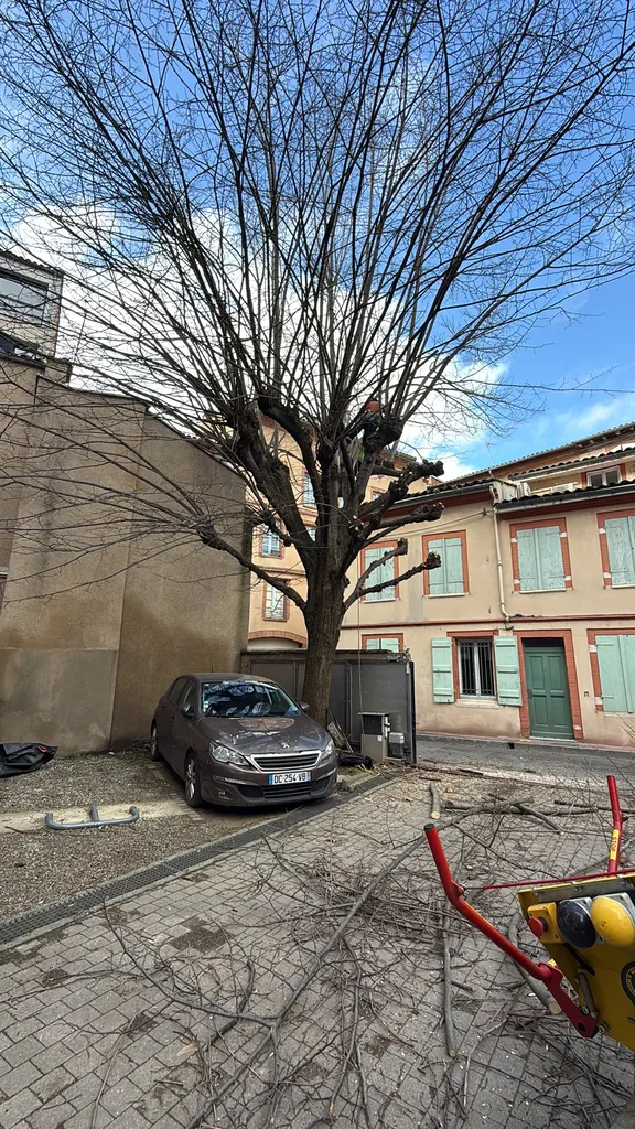 Élagage sévère de tilleul en hyper centre de Toulouse : taille d’arbre sécurisée et entretien espaces verts professionnel