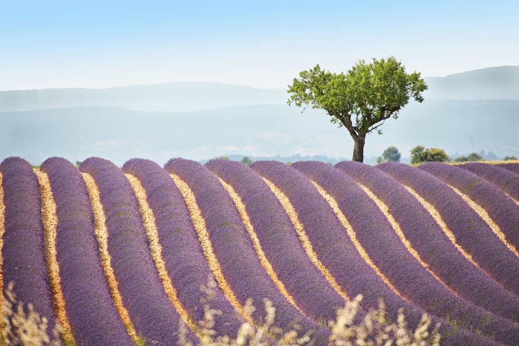 L'Agence familiale immobilière ROSIER vous accompagne pour tous vos projets de qualité en Provence depuis 1970 dans le Luberon, autour du Mont Ventoux et dans les Alpilles.
