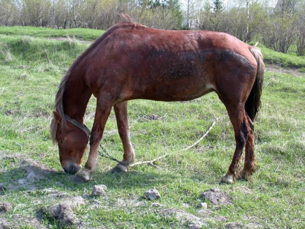 Cheval et Nature à Vitrolles