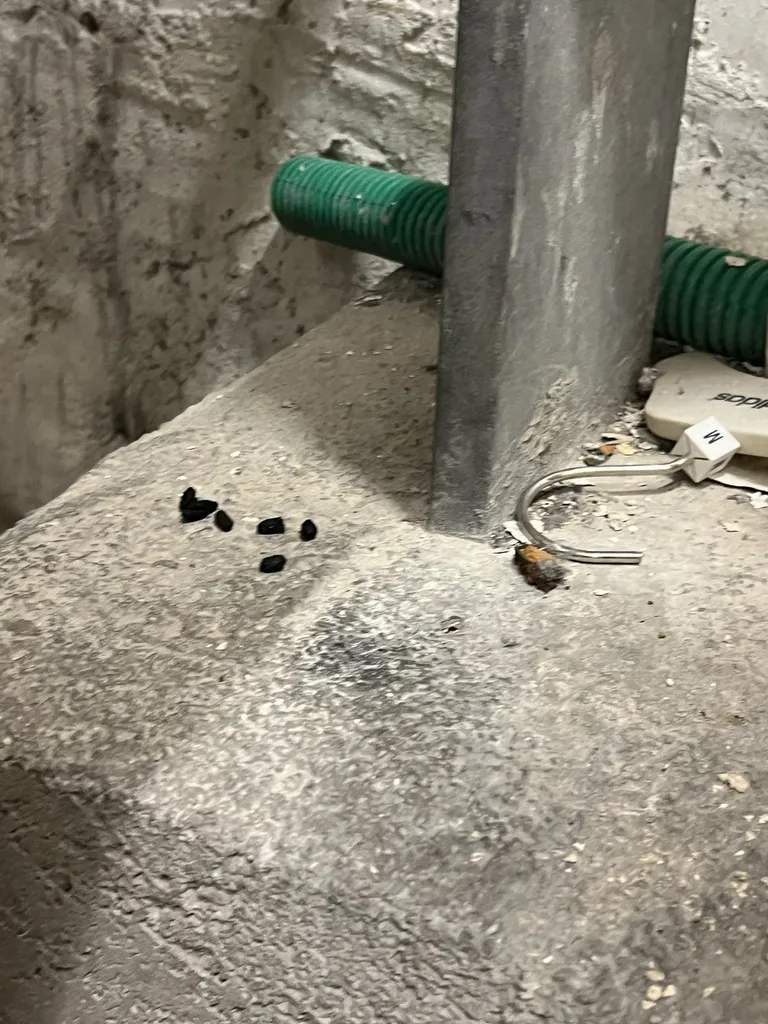 Problème de rats dans un magasin rue saint-ferreol 13006 Marseille avec diagnostic