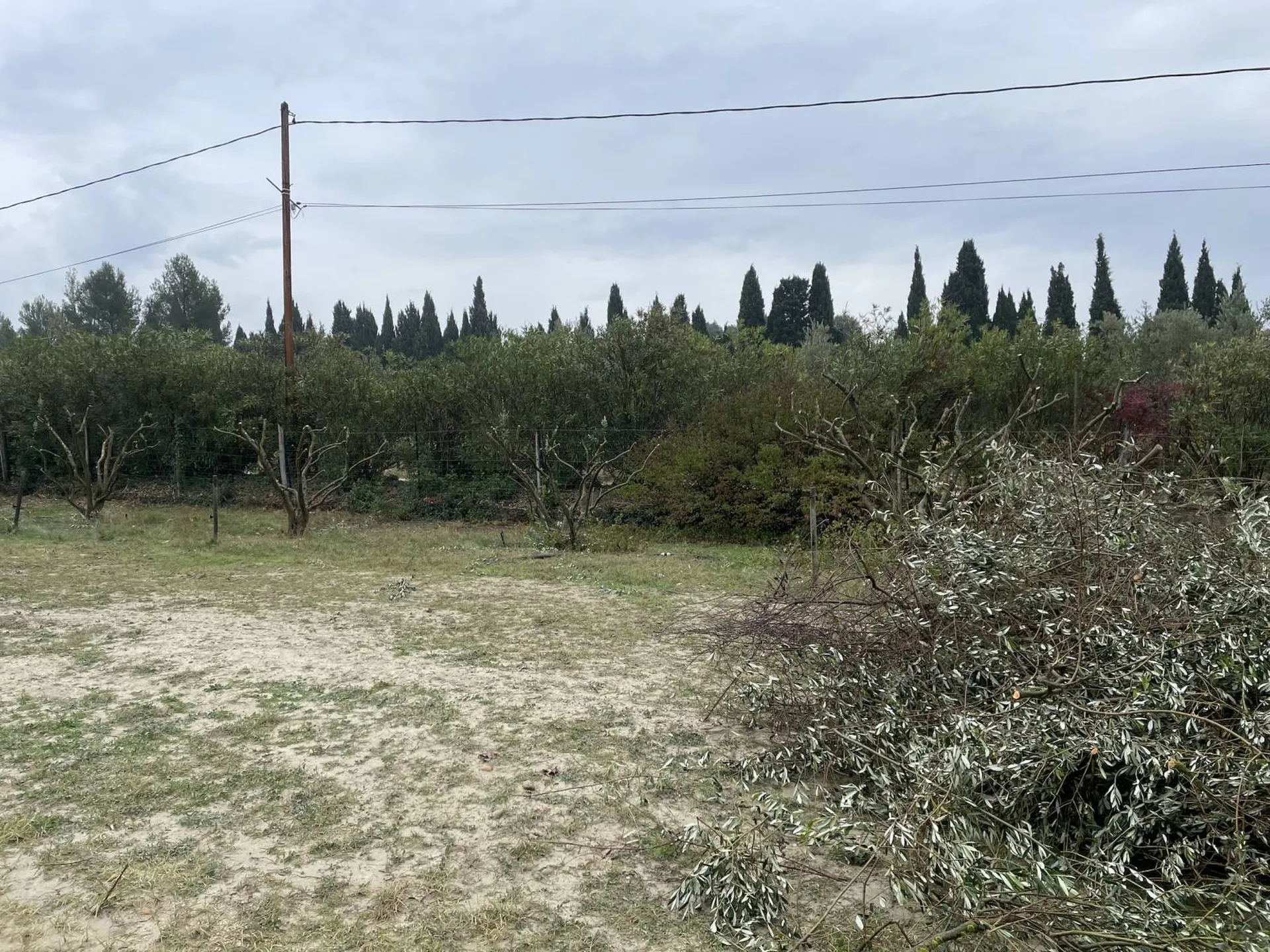 Professionnel pour la taille et transplantation d'oliviers à Eyragues, 13630, garantissant des arbres en pleine santé dans les Alpilles