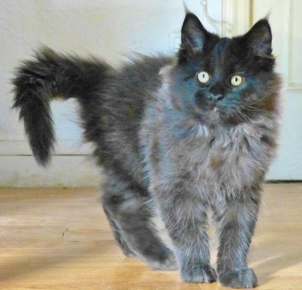 Chatons Maine Coon au LOOF dans le Vaucluse 