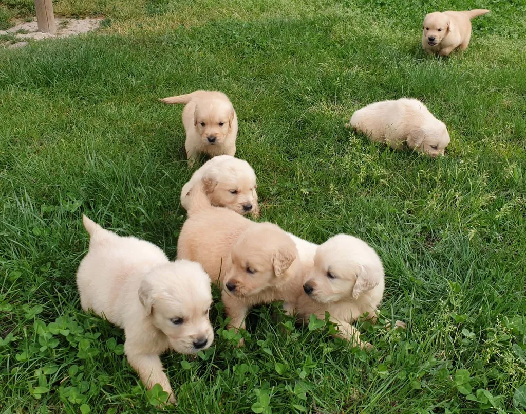 Acheter un chiot de race GOLDEN RETRIEVER chez un professionnel de l'élevage dans le Vaucluse.