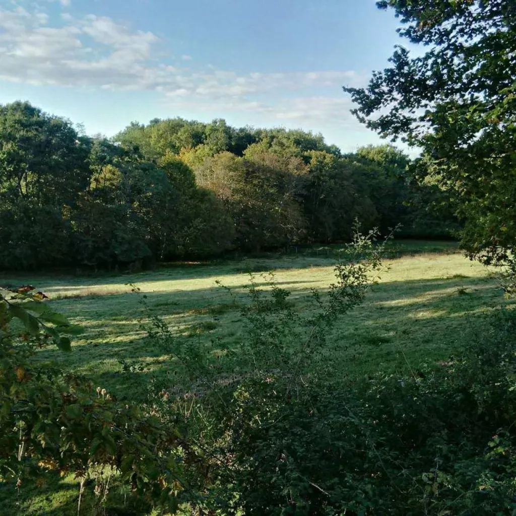 Ecurie avec pension pré pour chevaux avec problèmes respiratoires
