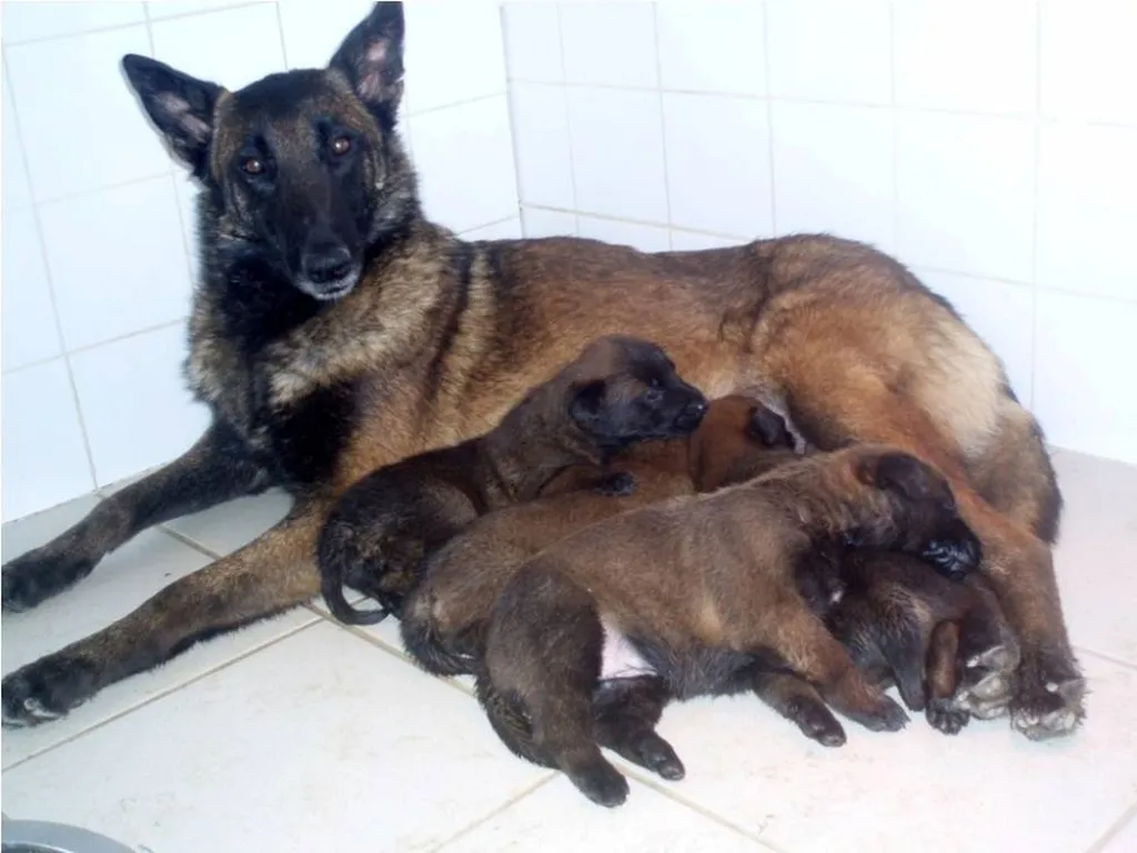 BERGER BELGE MALINOIS lof portée de LANKA et LASCAR