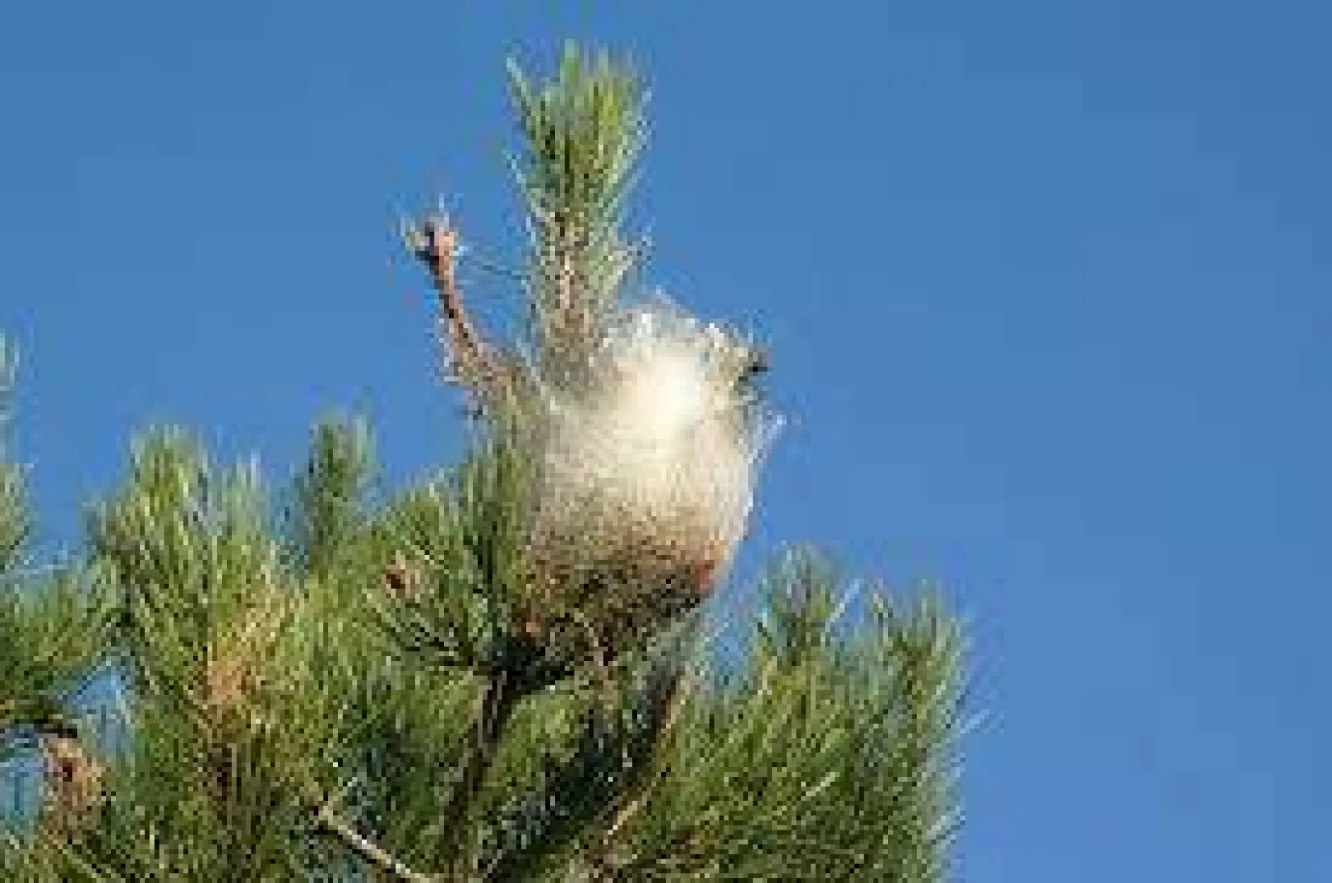 traitement chenilles processionnaires biologique sur pin à ventabren 13122