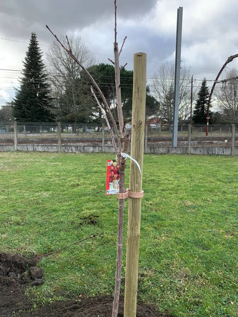 Où trouver le paysagiste idéal pour vos plantations d’arbres et arbustes fleuris à Parentis-en-Born