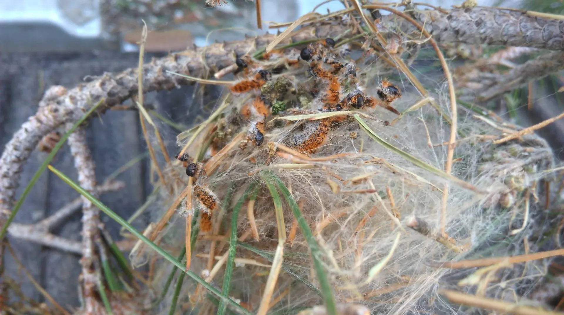 Comment se débarrasser des chenilles processionnaires à Marseille ?