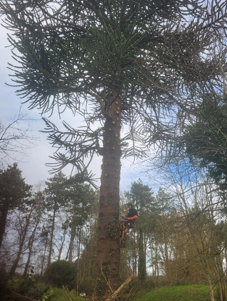Paysagiste élagueur secteur Le Havre : taille de bois mort d'un arbre désespoir du singe (Araucaria araucana)