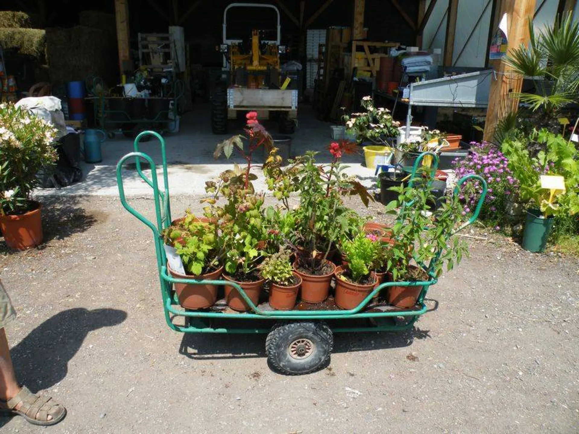 essais de eco-compost sur plantes