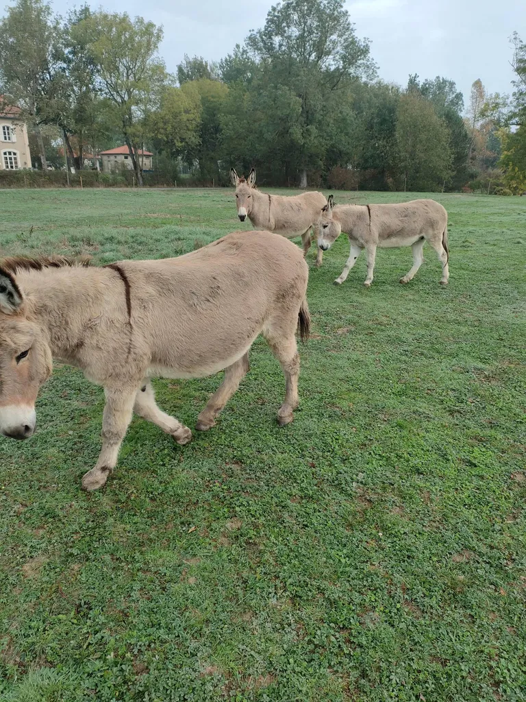 alimentation d'un abreuvoir avec une pompe de puits dans l'aveyron