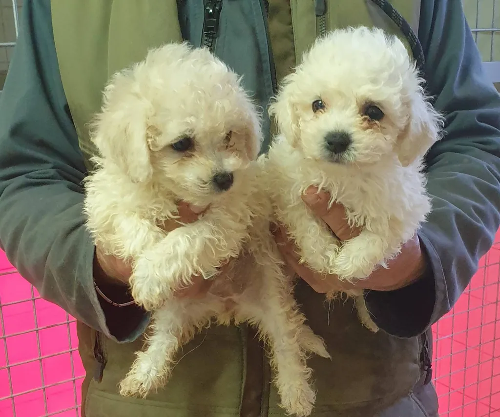 Chiots Bichon Frisé LOF 30