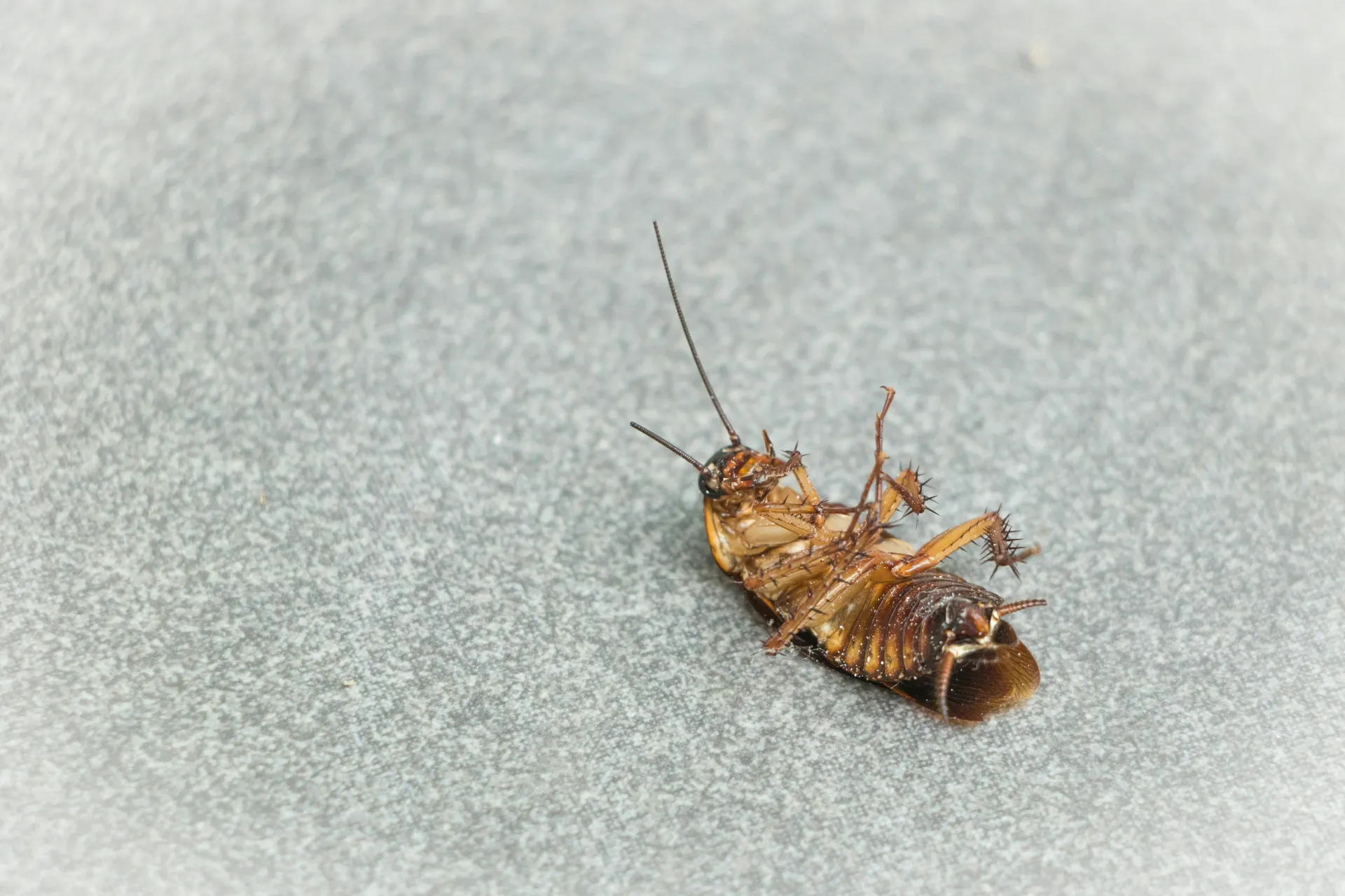 Une photo d'un insecte mort et non identifié est un excellent outil de communication ! Cela éveille la curiosité et joue sur une peur très commune : 
