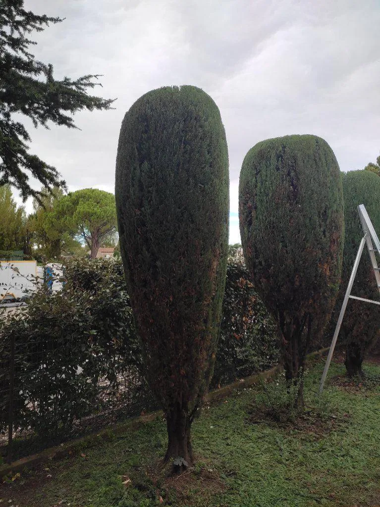 Entreprise d'élagage pour tailler des cyprès de Provence dans le Vaucluse
