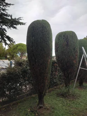 Entreprise d'élagage pour tailler des cyprès de Provence dans le Vaucluse