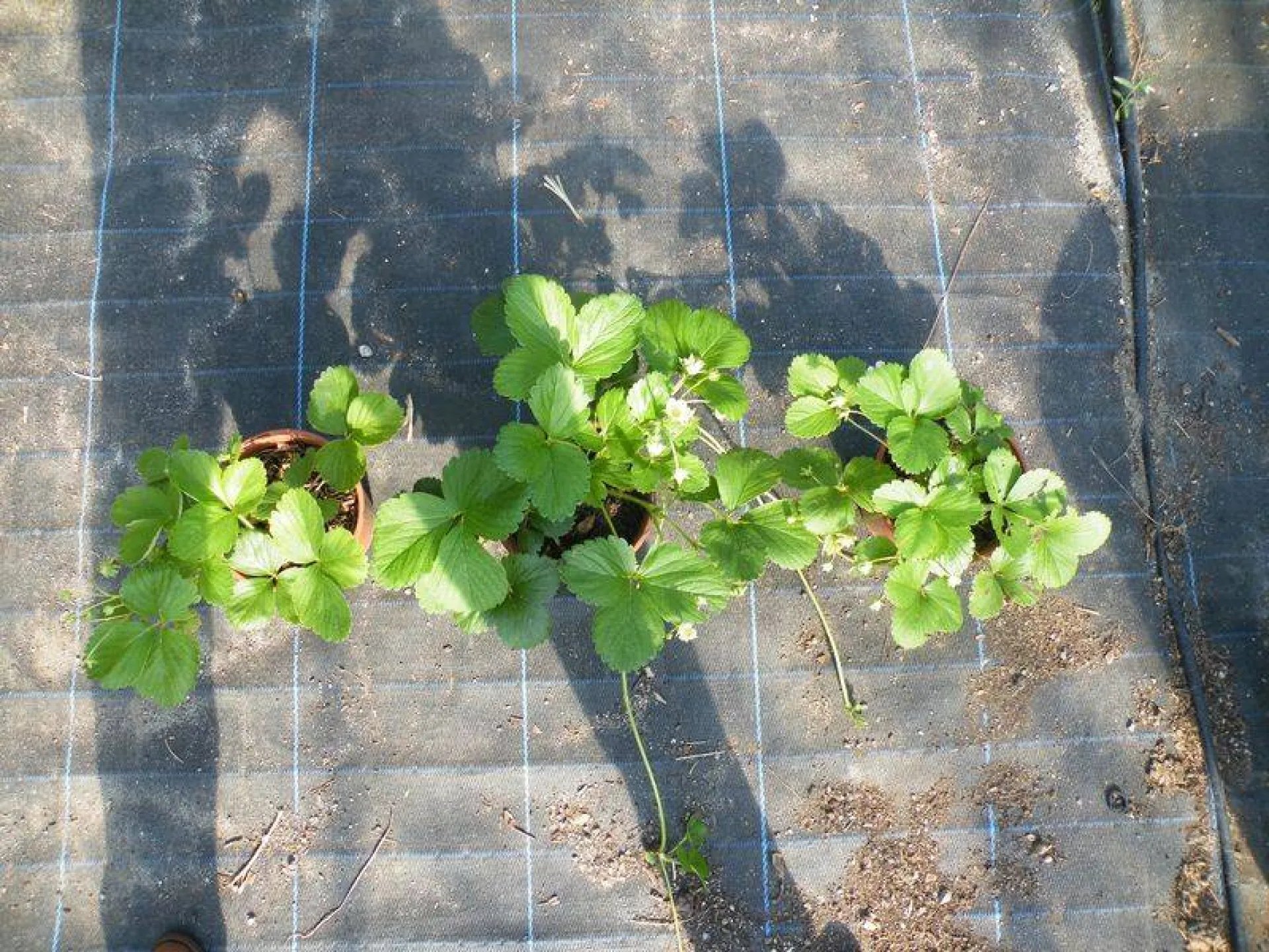 Compost de déchets alimentaires de cantine ecodigesteur préconisation d'utilisation