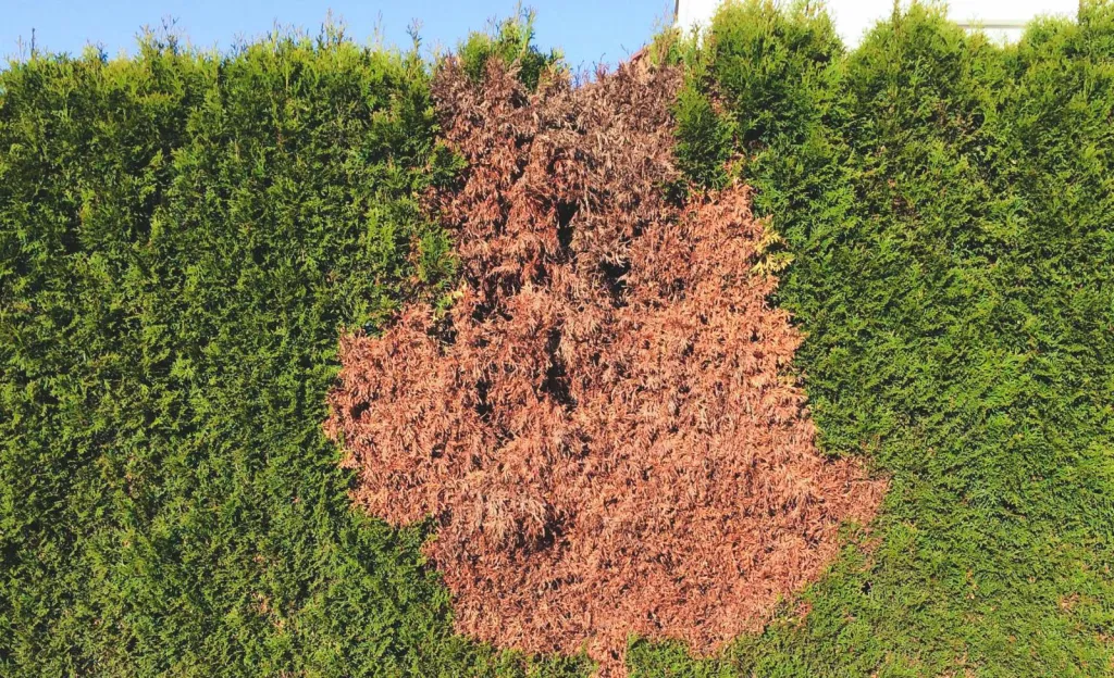 Entreprise experte en arrachage de haies à Avignon (Vaucluse)