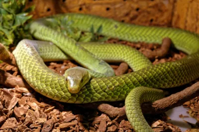 La communication animale avec un reptile est très particulière mais n'est pas impossible.