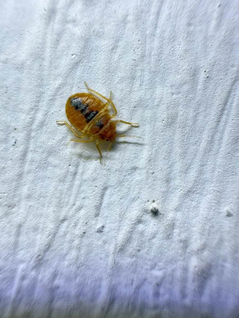 Punaise de lit adulte isolé sur un mur dans un appartement à Paris