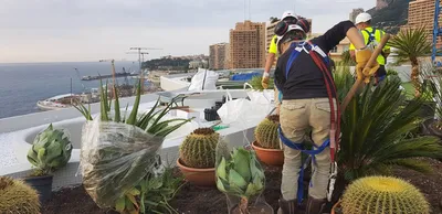 Plantation sur toit à Monaco