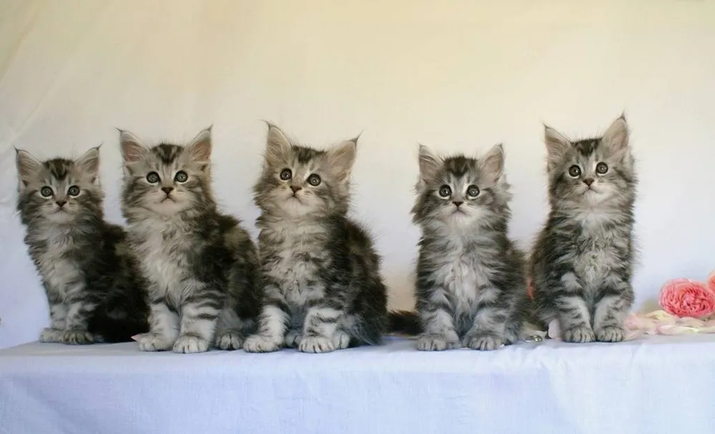 Chatons Maine Coon Vaucluse à Avignon