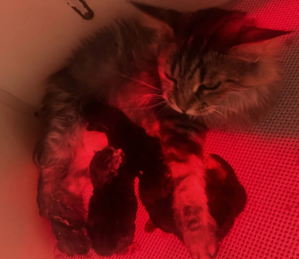 CHATONS MALES ET FEMELLE MAINE COON A ACHETER INSCRIT AU LOOF DANS LE VAUCLUSE