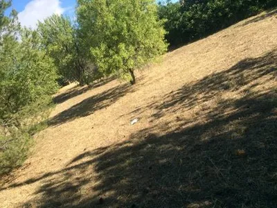 Débroussaillage paysager dans la région de Marseille