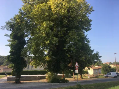 Abattage d'un gros platane à Berbentane à côté d'Avignon, à proximité d'une maison en construction