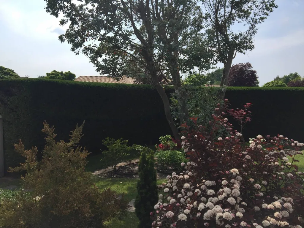 Taille de haie de Cyprés 