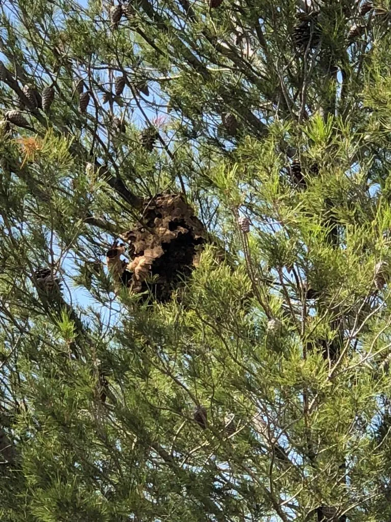 Entreprise spécialisé dans la destruction de nid de frelons asiatiques et européens à Marseille dans les Bouches du Rhone
