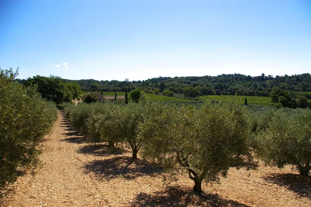 Find the right landscaping company to take care of an olive tree field near Cucuron