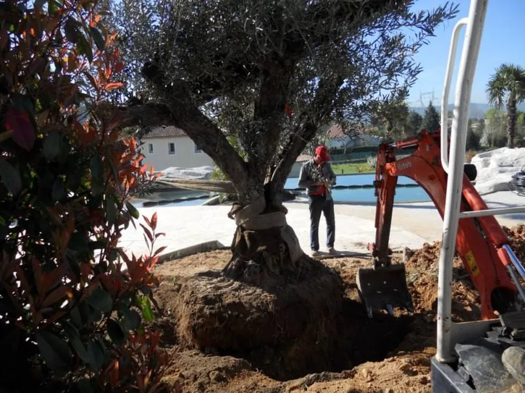 Plantation d'un Olivier par le paysagiste de Fuveau.