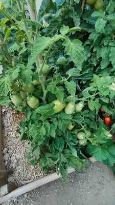 Production de tomates dans potager