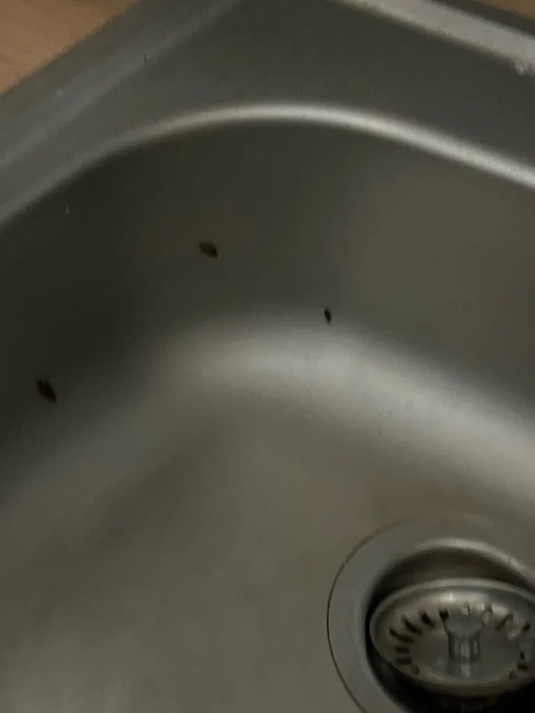 Forte infestation de cafards dans un appartement en location à Aix-en-Provence dans les Bouches-du-Rhône  (13)