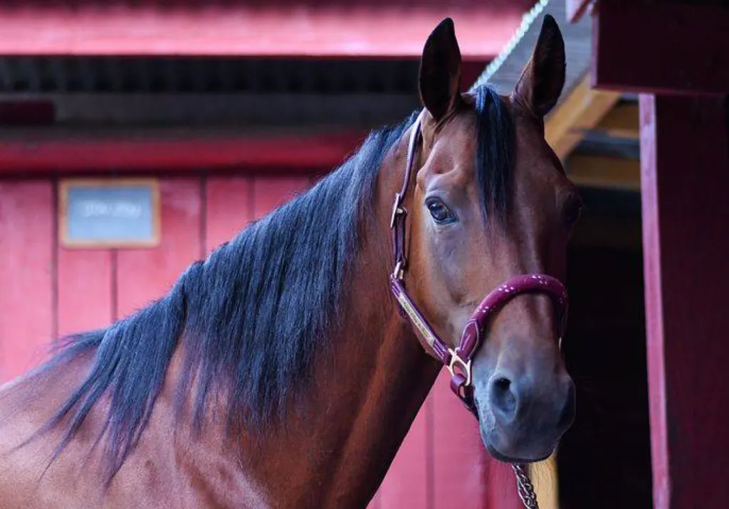 Notre zone d'activité pour ce serviceCentre équestre avec stages de dressage individuels et collectifs à